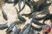 Gianyar Kembangkan Sistem Bioflok Budi Daya Ikan Lele